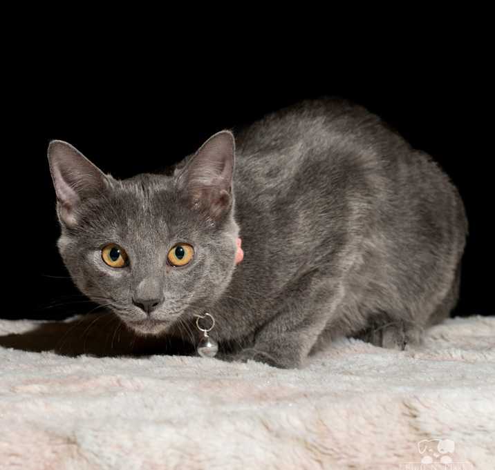 Photo of Luna