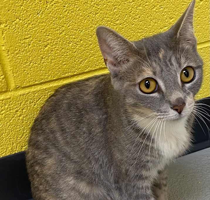 Photo of Dahlia / AC 26913 A