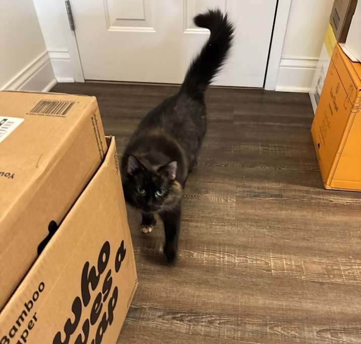Photo of Amber
