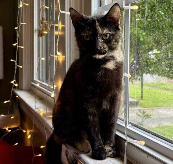 Photo of TRIXIE