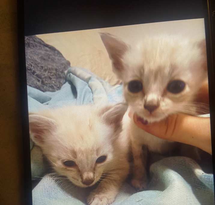 Photo of Siamese lynx tabby kittens