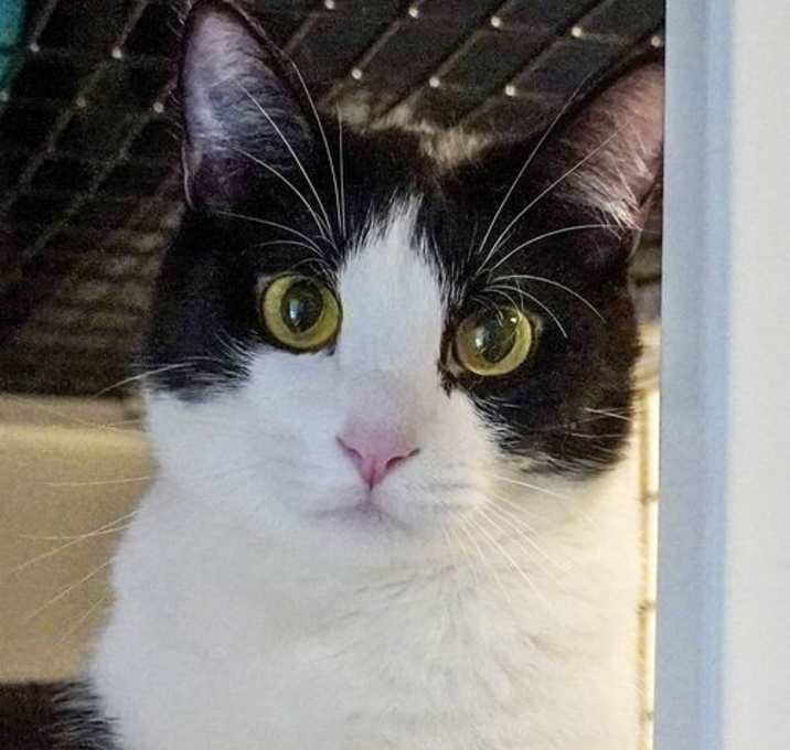 Photo of Koda