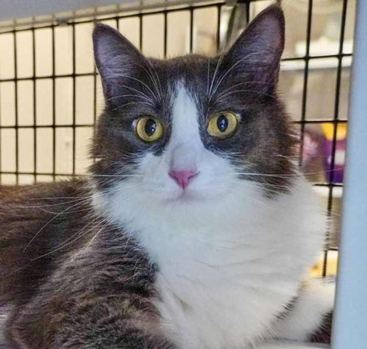 Photo of Kitchi