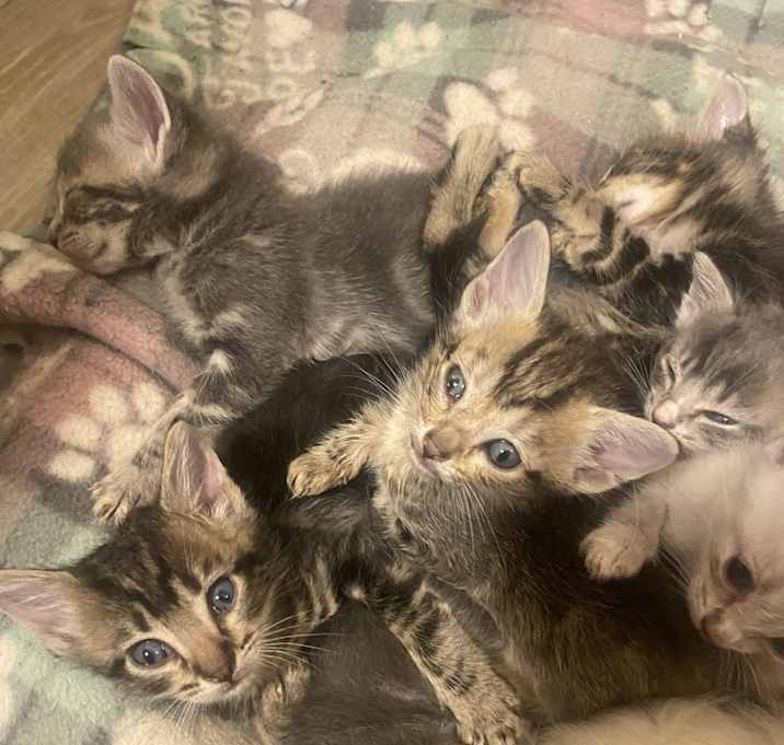 Photo of New kittens