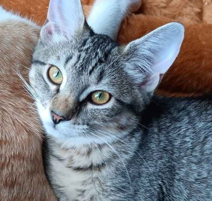 Photo of Mercedes