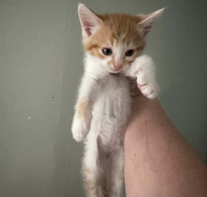 Photo of Baby kittens (3, You may pick 1 or have all 3)
