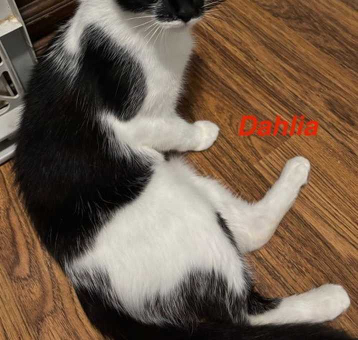 Photo of Dahlia