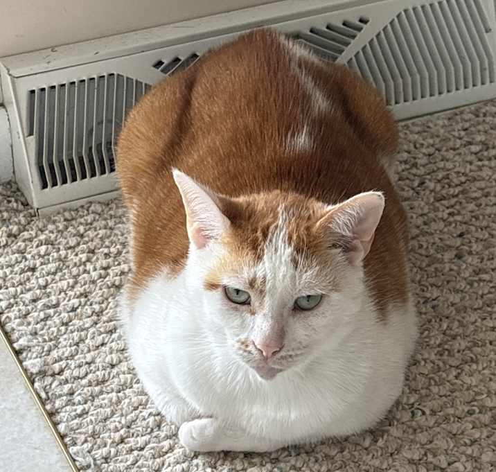 Photo of Bo
