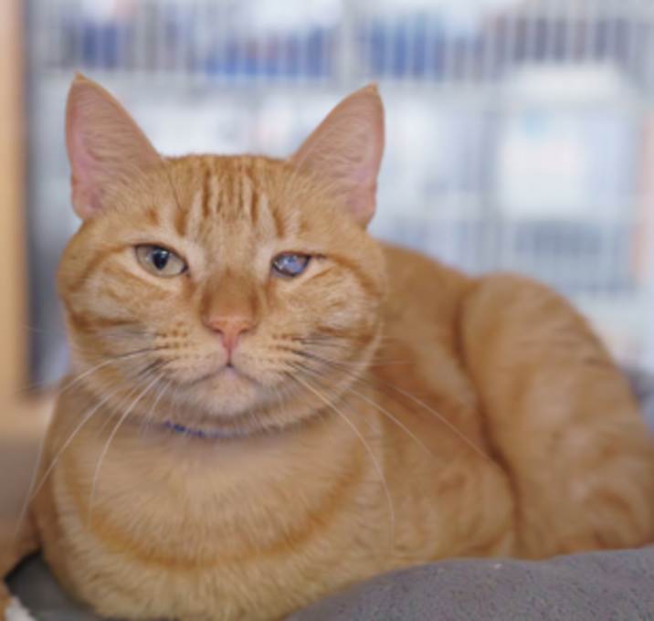 Photo of Guero *SN*VIP*