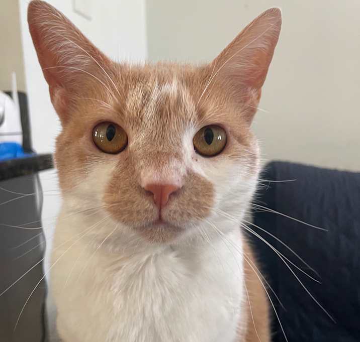 Photo of Ginger