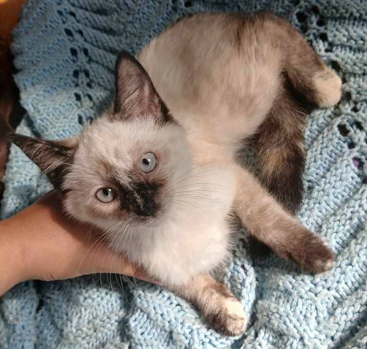 Photo of Pancake