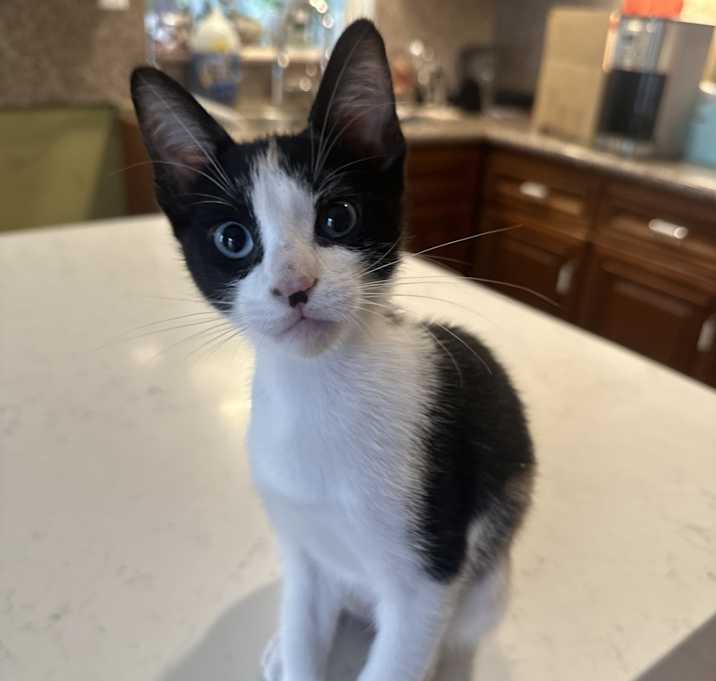 Photo of three kittenS calico tuxedo and orange