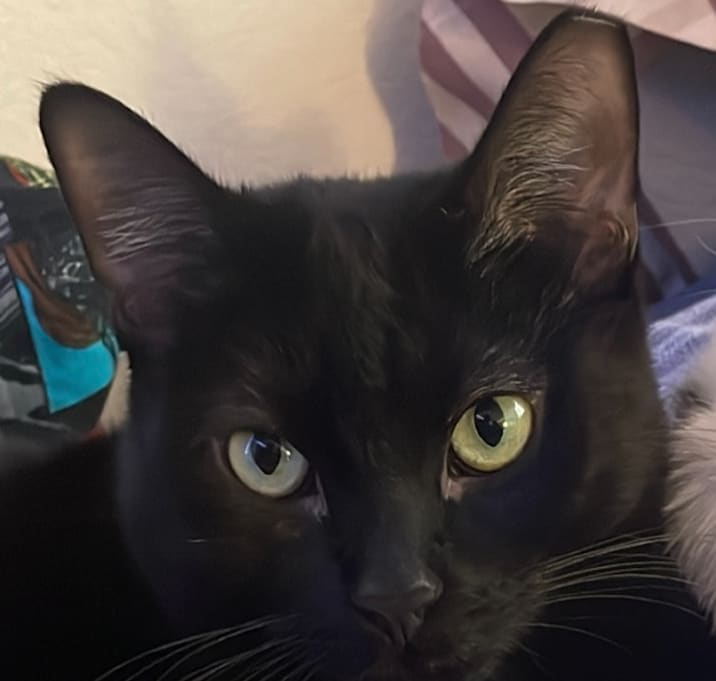 Photo of Cutie