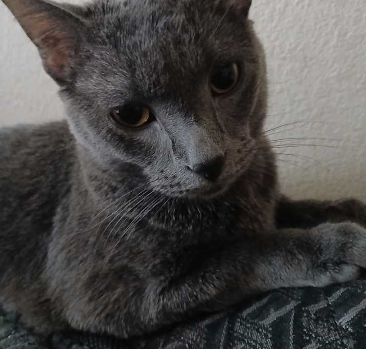 Photo of Mericale
