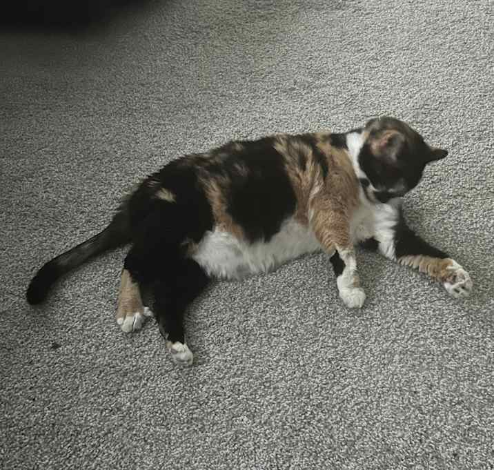Photo of Patches