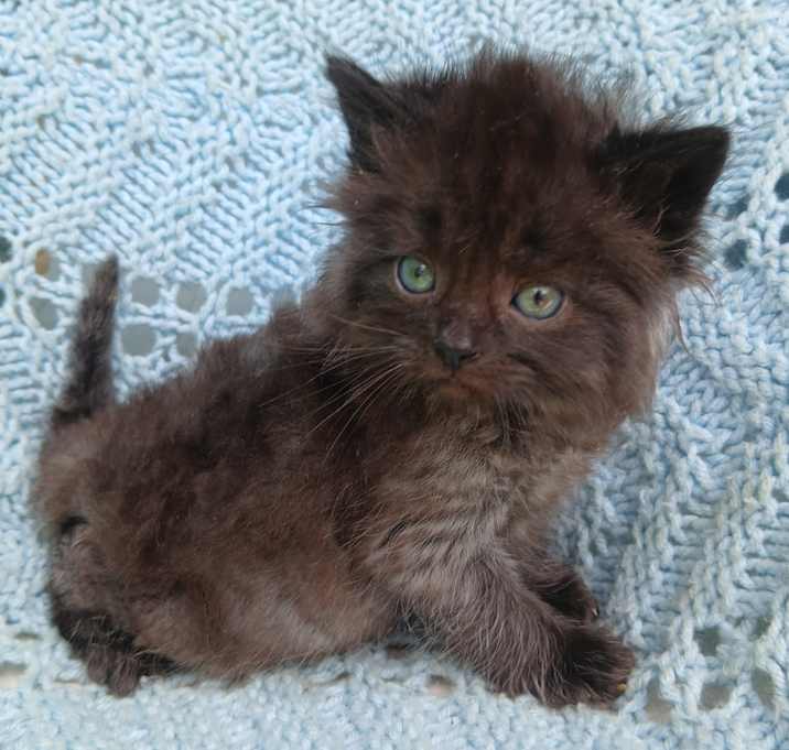 Photo of Bobo