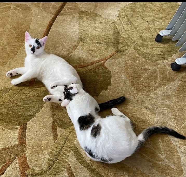 Photo of Mea and Gizmo