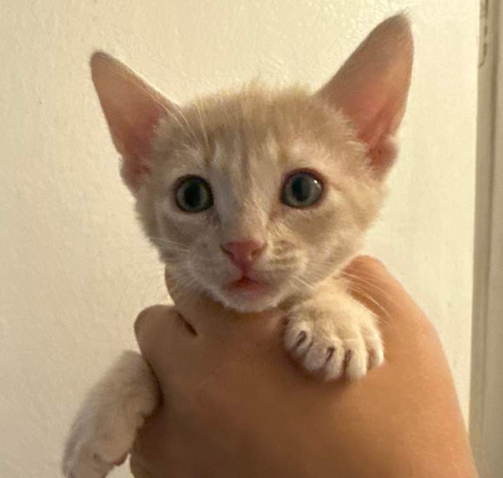 Photo of Kitty Kats