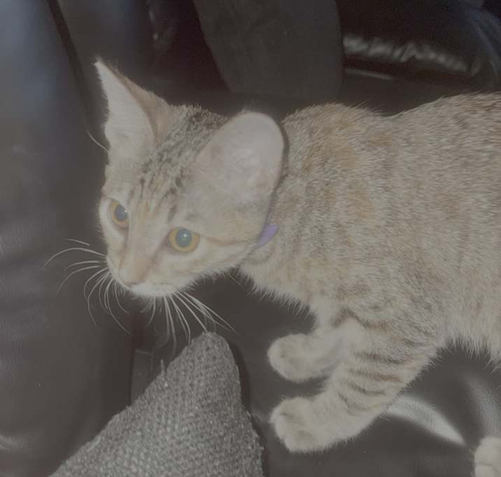 Photo of Bluey