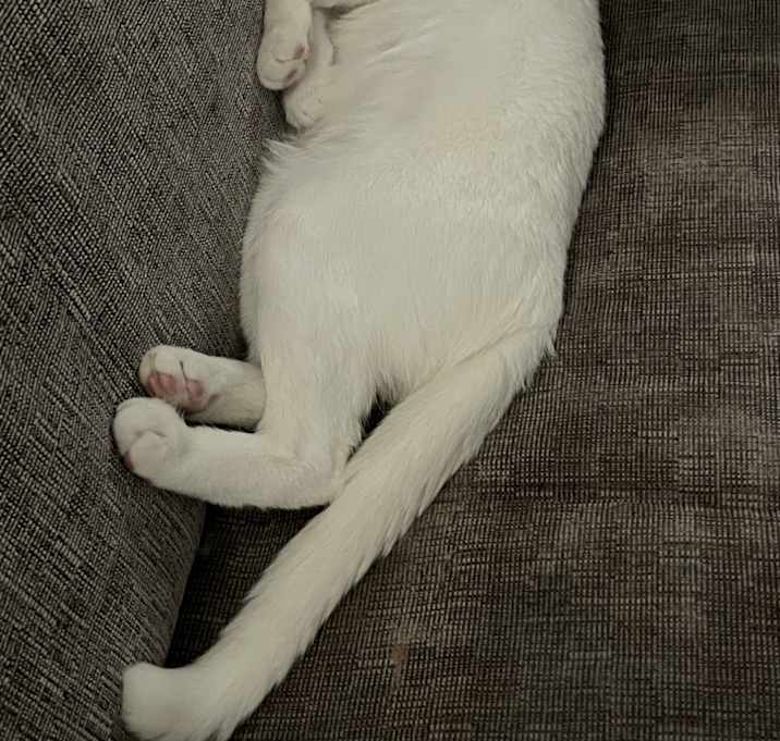 Photo of Niki