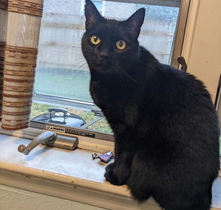 Photo of JEZEBEL