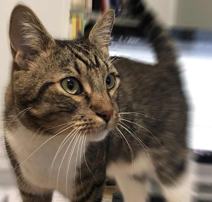 Photo of Winston