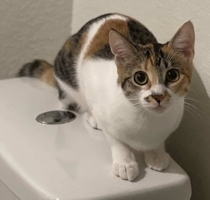 Photo of Callie