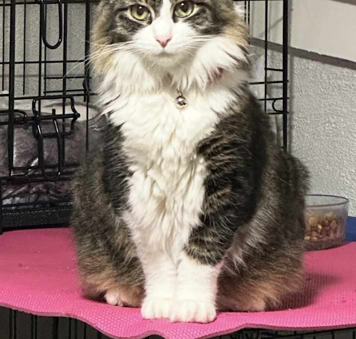 Photo of Duchess