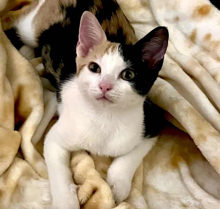 Photo of Daisy