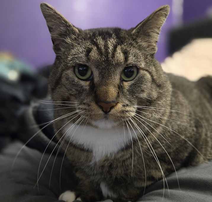 Photo of Socks