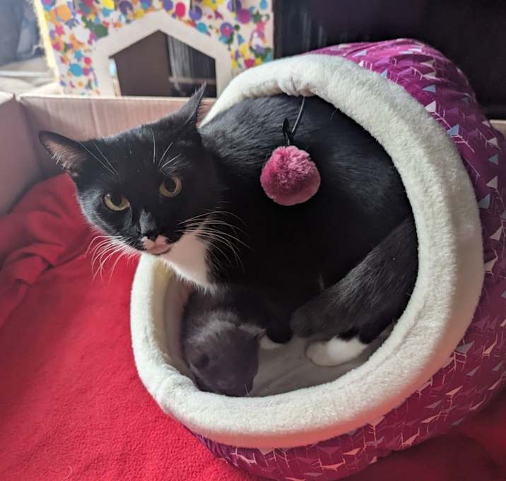 Photo of Marshmallow