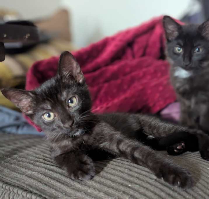 Photo of Valathor (and Strygus)