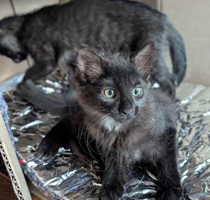 Photo of Strygus (and Valathor)