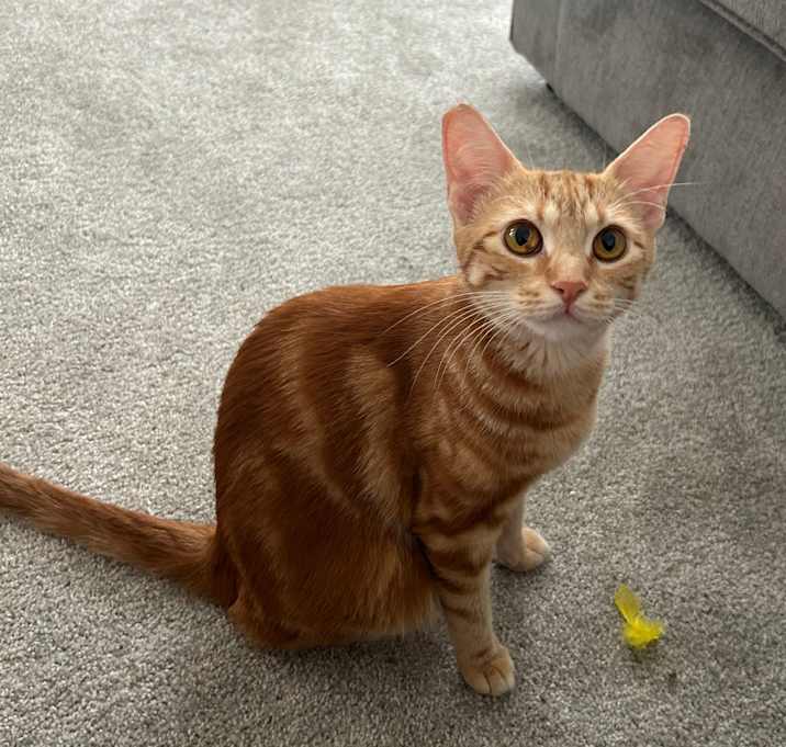 Photo of Peach