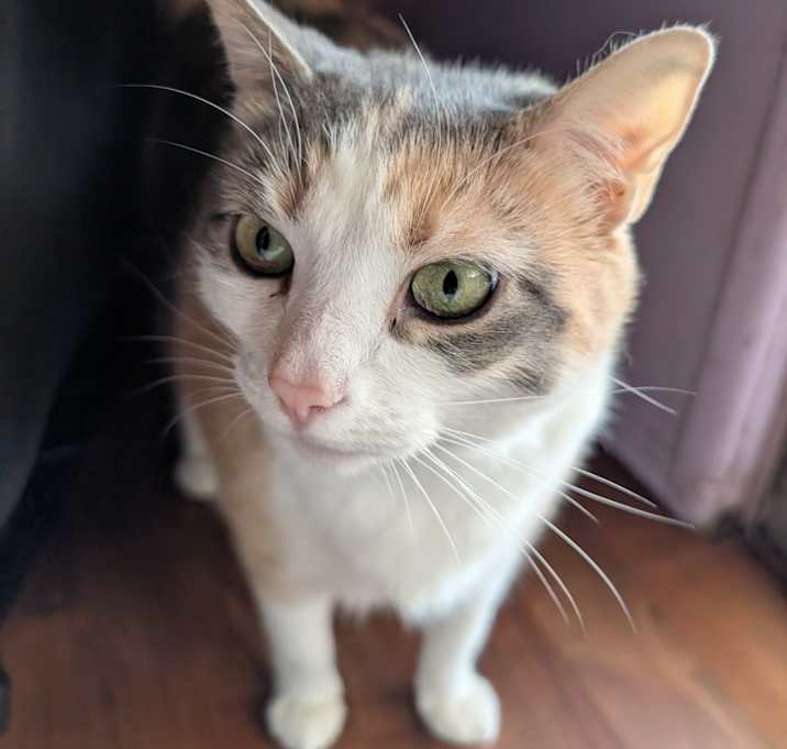 Photo of Daisy