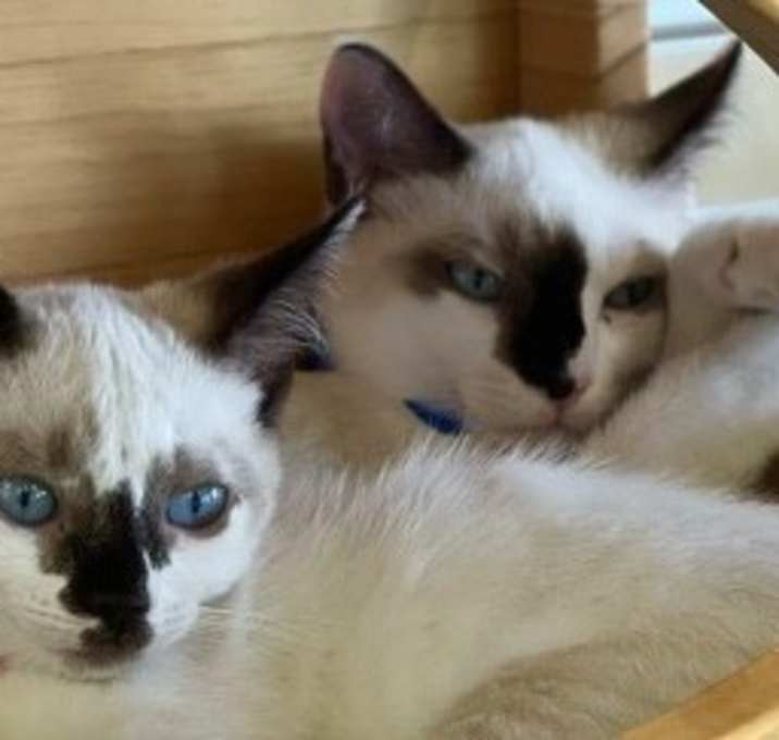 Photo of Haiku & Suki Su  (kuku & moo)