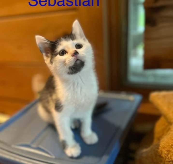Photo of Sebastian
