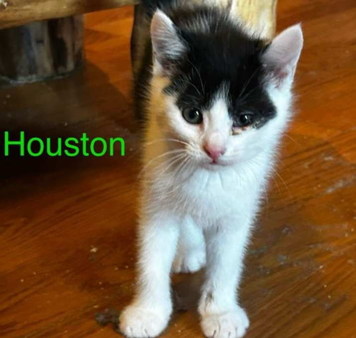Photo of Houston
