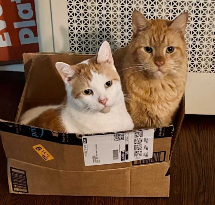 Photo of Ollie & Hugo