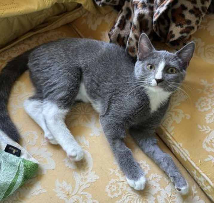 Photo of Clairee - KITTEN in foster