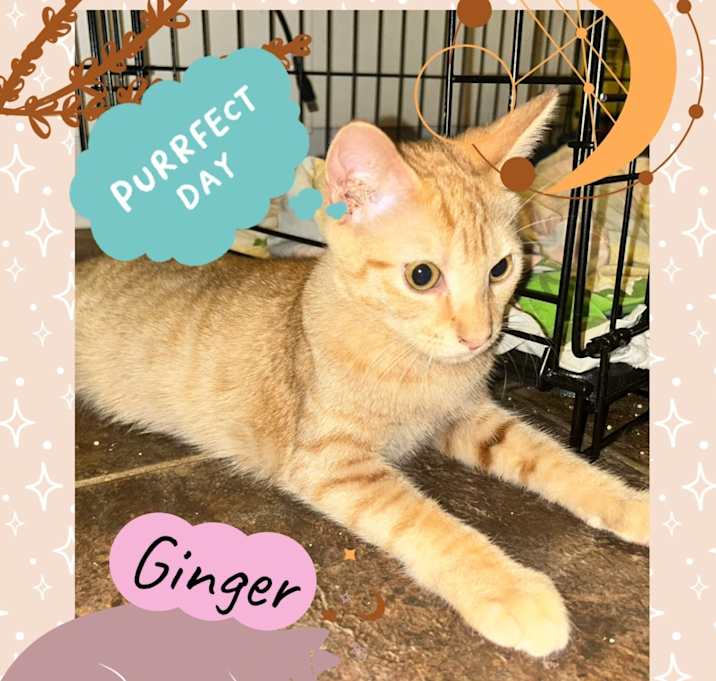 Photo of Ginger