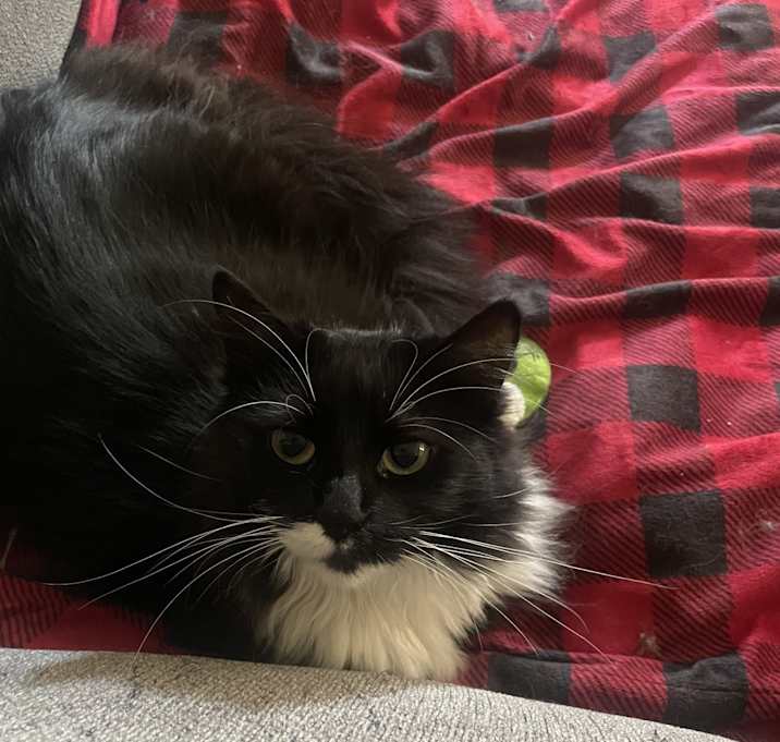Photo of Cleo