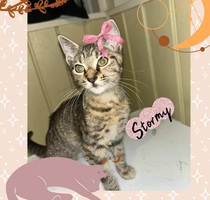Photo of Stormy