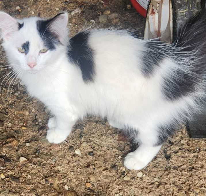 Photo of Fluff