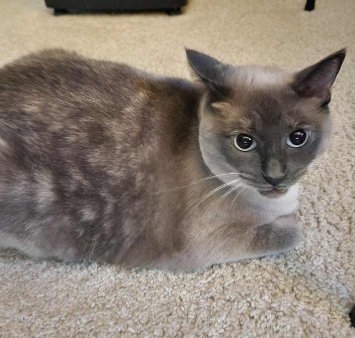 Photo of Bella