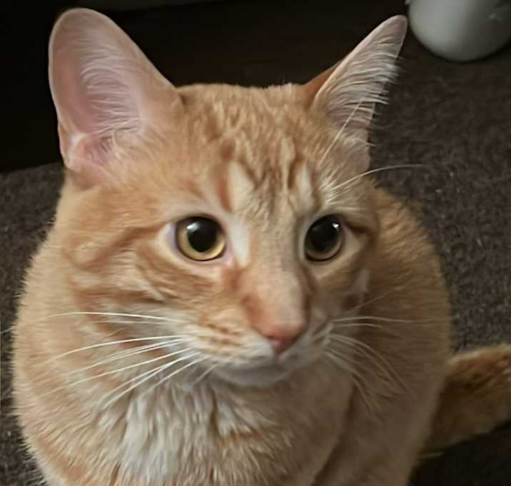 Photo of Jinxy