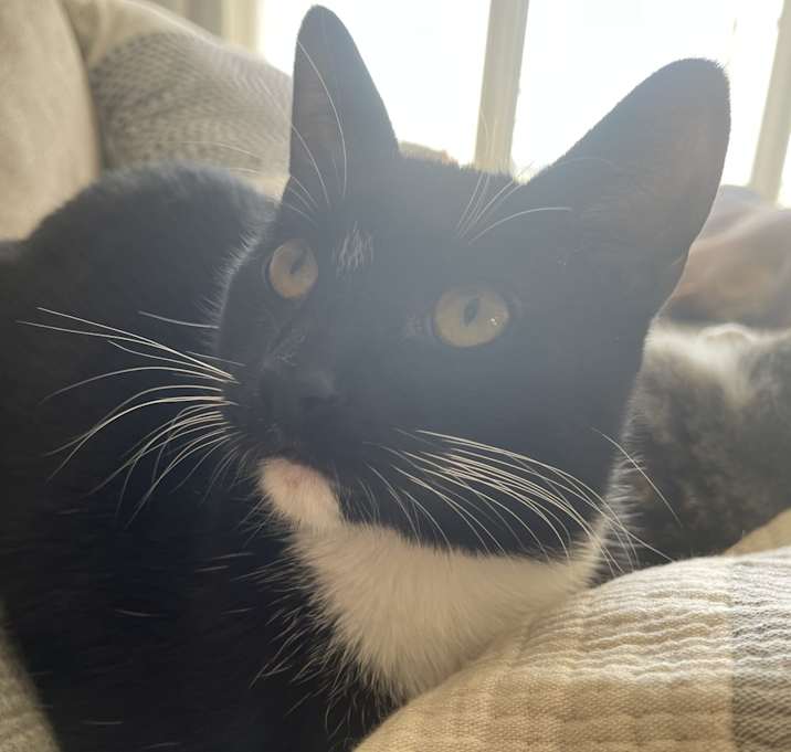 Photo of Milo
