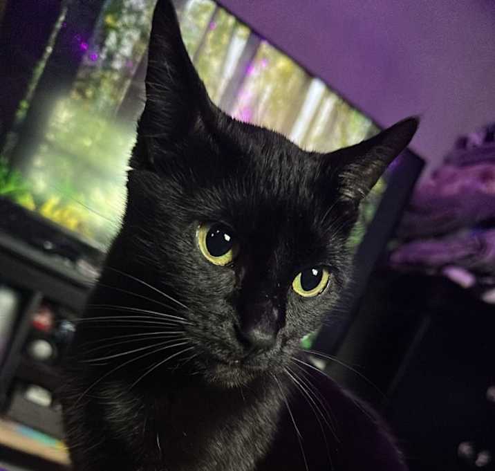 Photo of Luna