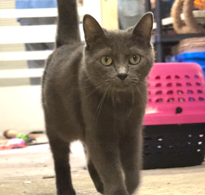 Photo of Misty