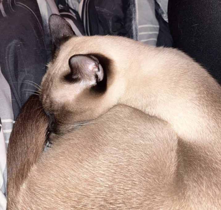 Photo of brownie